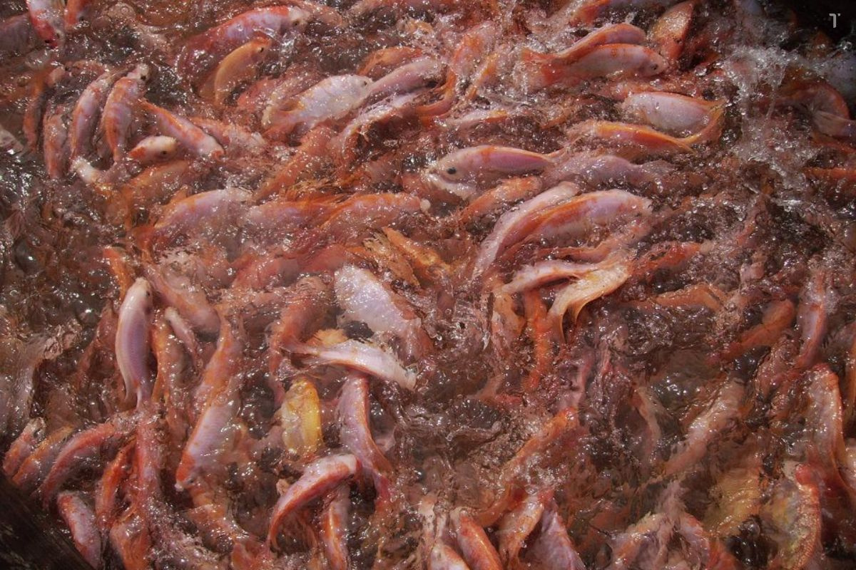 Giá cá điêu hồng tăng khá, người nuôi ở Tiền Giang có lãi